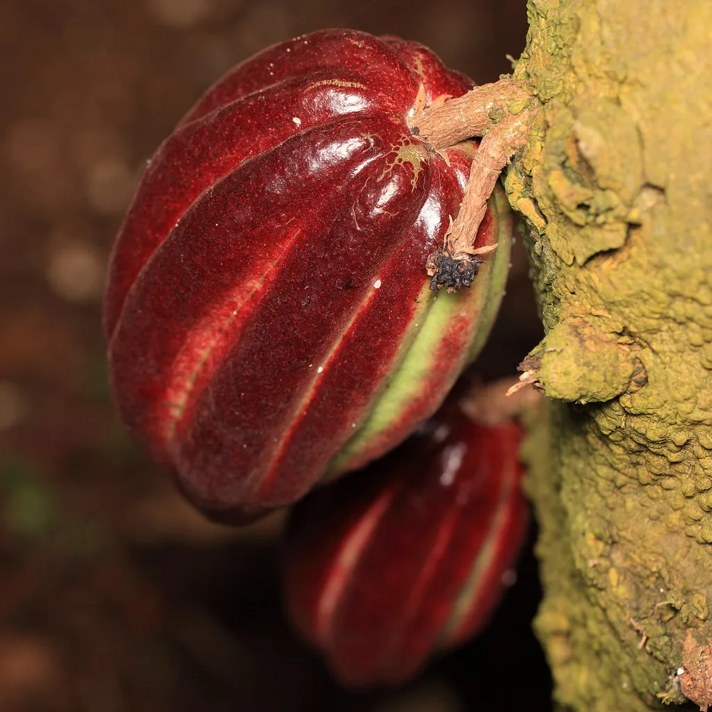 Fruto de cacao en el árbol