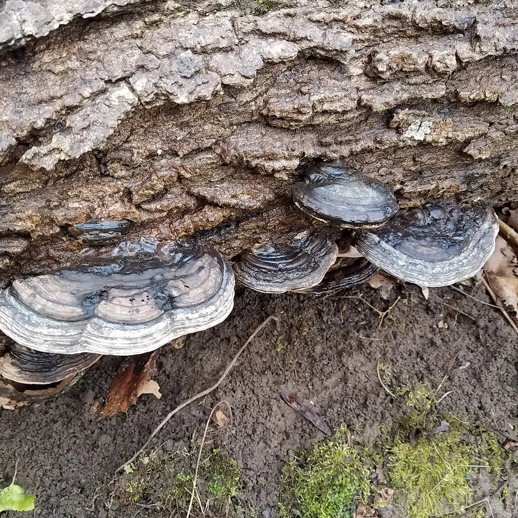 Ganoderma reishi sobre madera