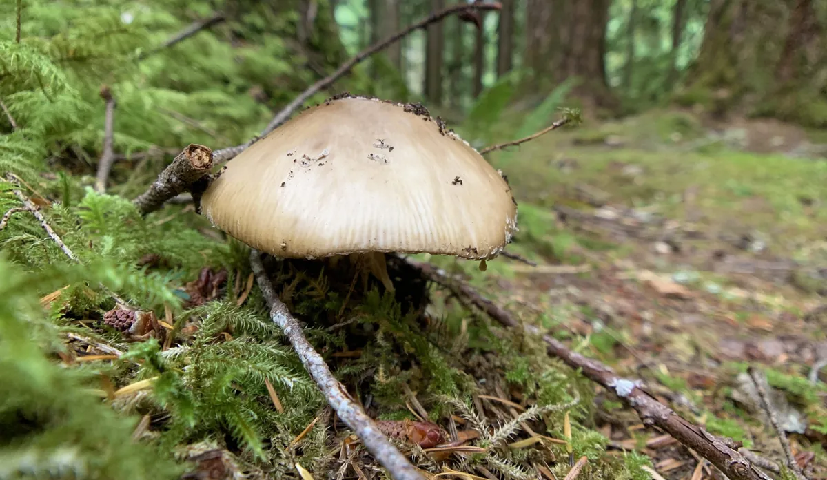 Hongo entre el musgo del bosque